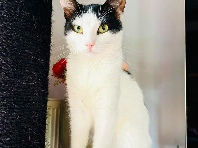 Lola sedí a dívá se přímo do objektivu