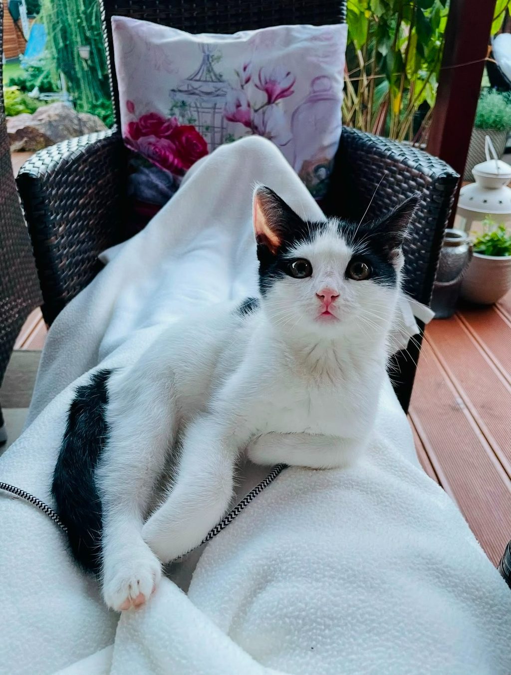 Lola, bílá kočka s černými skvrnami, leží na křesle na terase a dívá se do objektivu